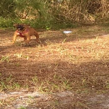 Photo of the dog
