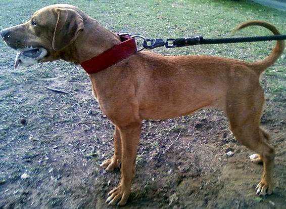 Photo of the dog
