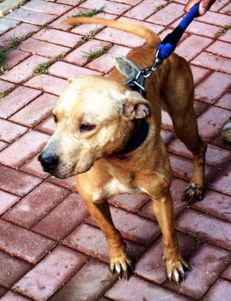 Photo of the dog