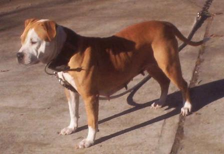 Photo of the dog