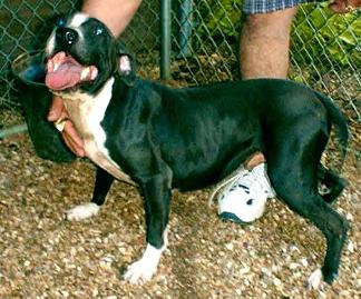 Photo of the dog