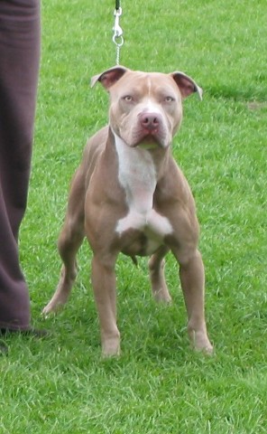 Photo of the dog
