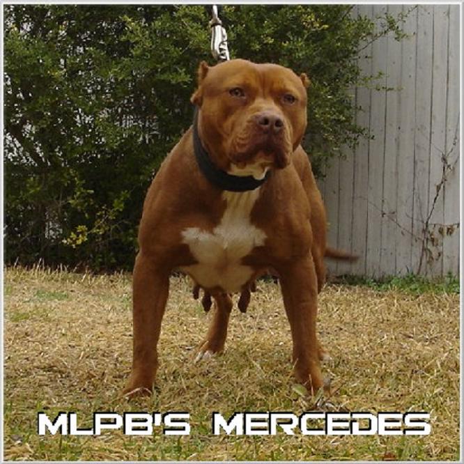 Photo of the dog