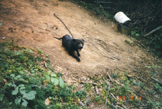 Photo of the dog