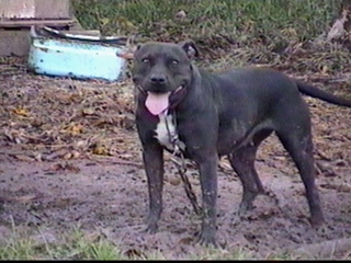 Photo of the dog