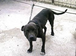 Photo of the dog