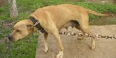 Photo of the dog