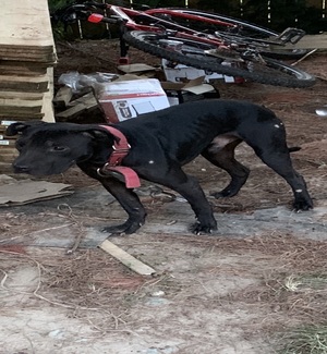 Photo of the dog